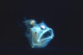 Angler,Fish,,Edridolychnus,Schmidti.,The,Larger,Female,Has,Two,Smaller