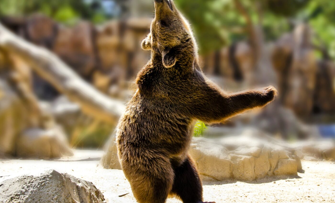 Animal personalities can shape ecosystems