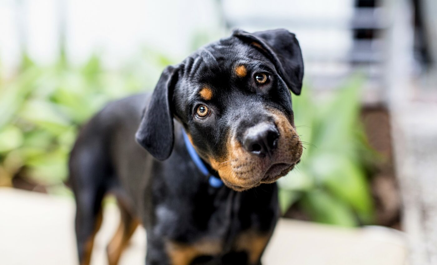 Dogs tilt their heads while processing meaningful stimuli