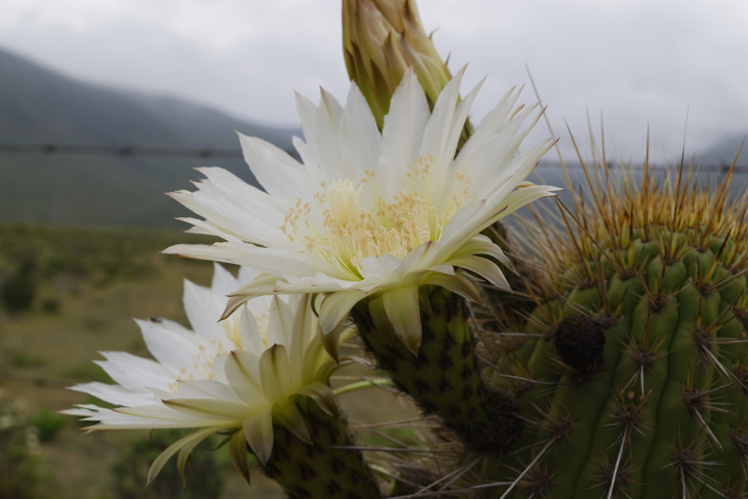Cactus,Flower,,Atacama,Desert.