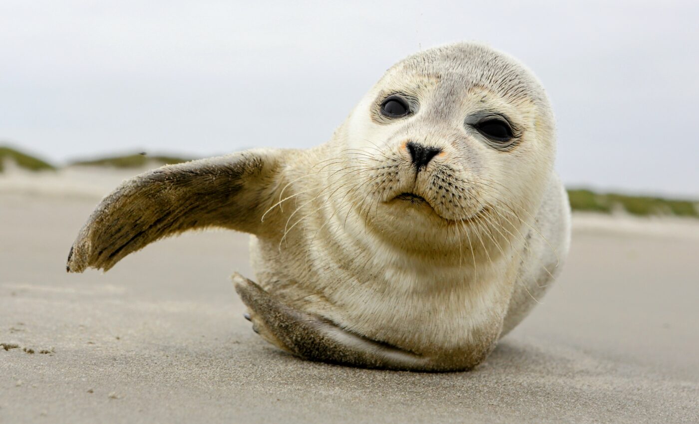 Baby seals "talk" more softly when there is background noise