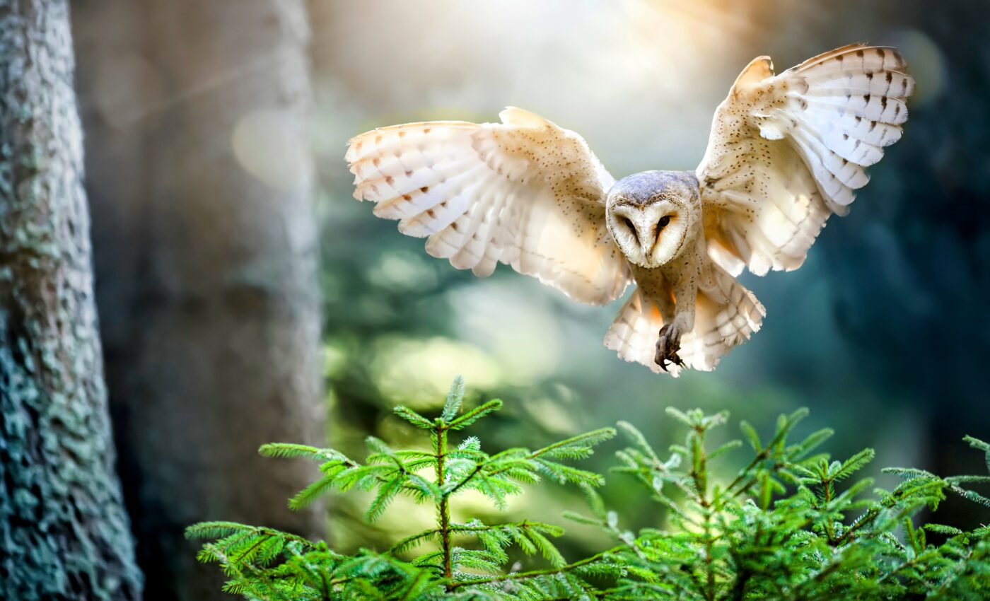 Barn owls construct mental maps during flight