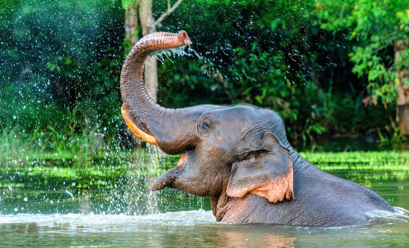 Large herbivores must be restored to balance ecosystems