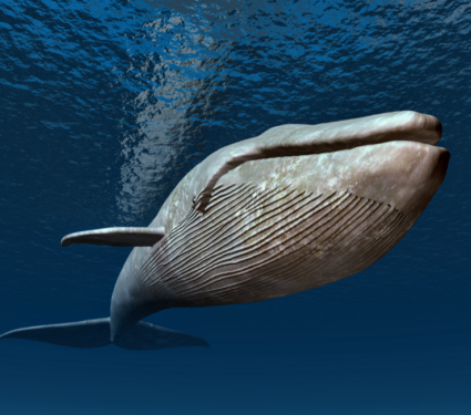 2021/11/Blue-whales.png