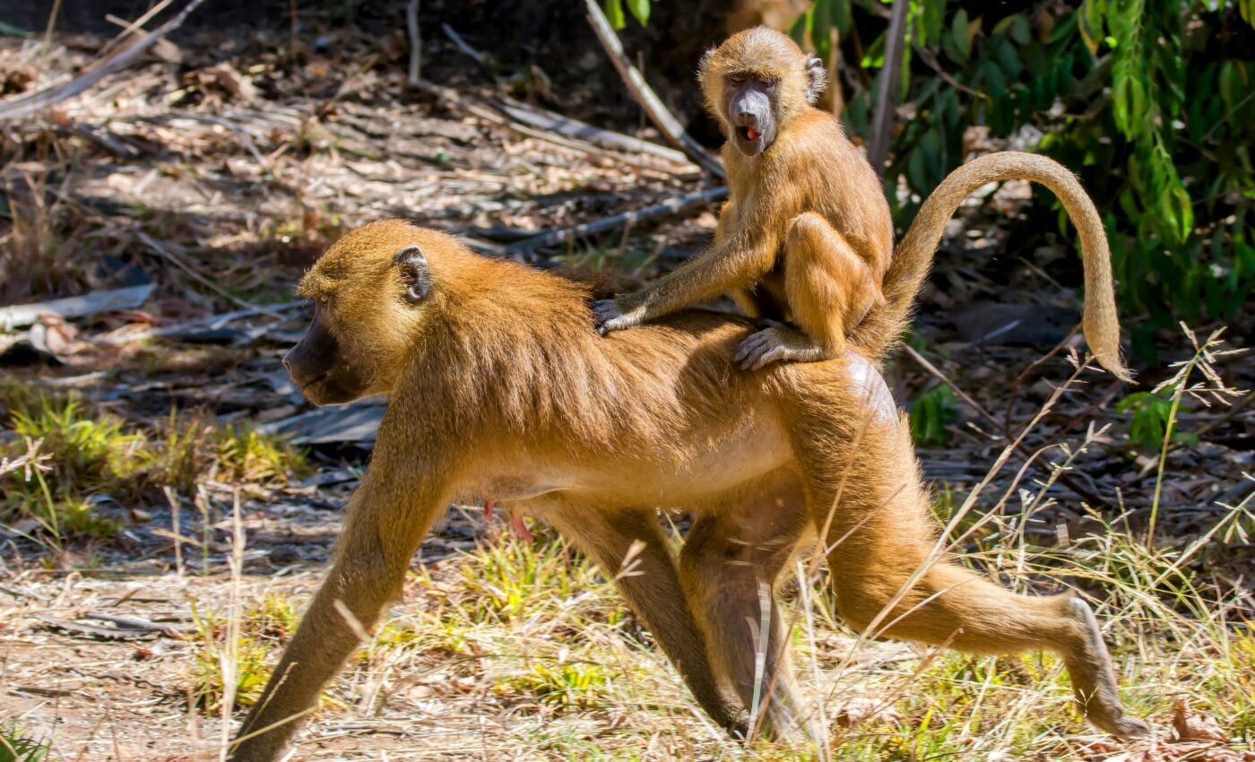 Guinea baboons give females more freedom and authority