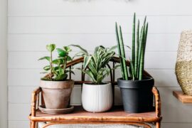 Houseplants reduce indoor air pollution