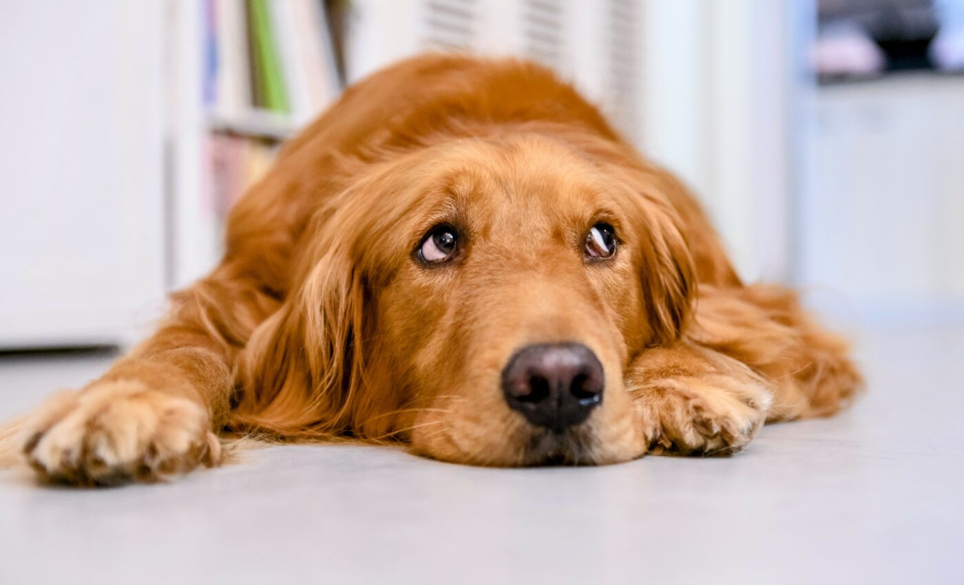 Common household sounds trigger anxiety in dogs