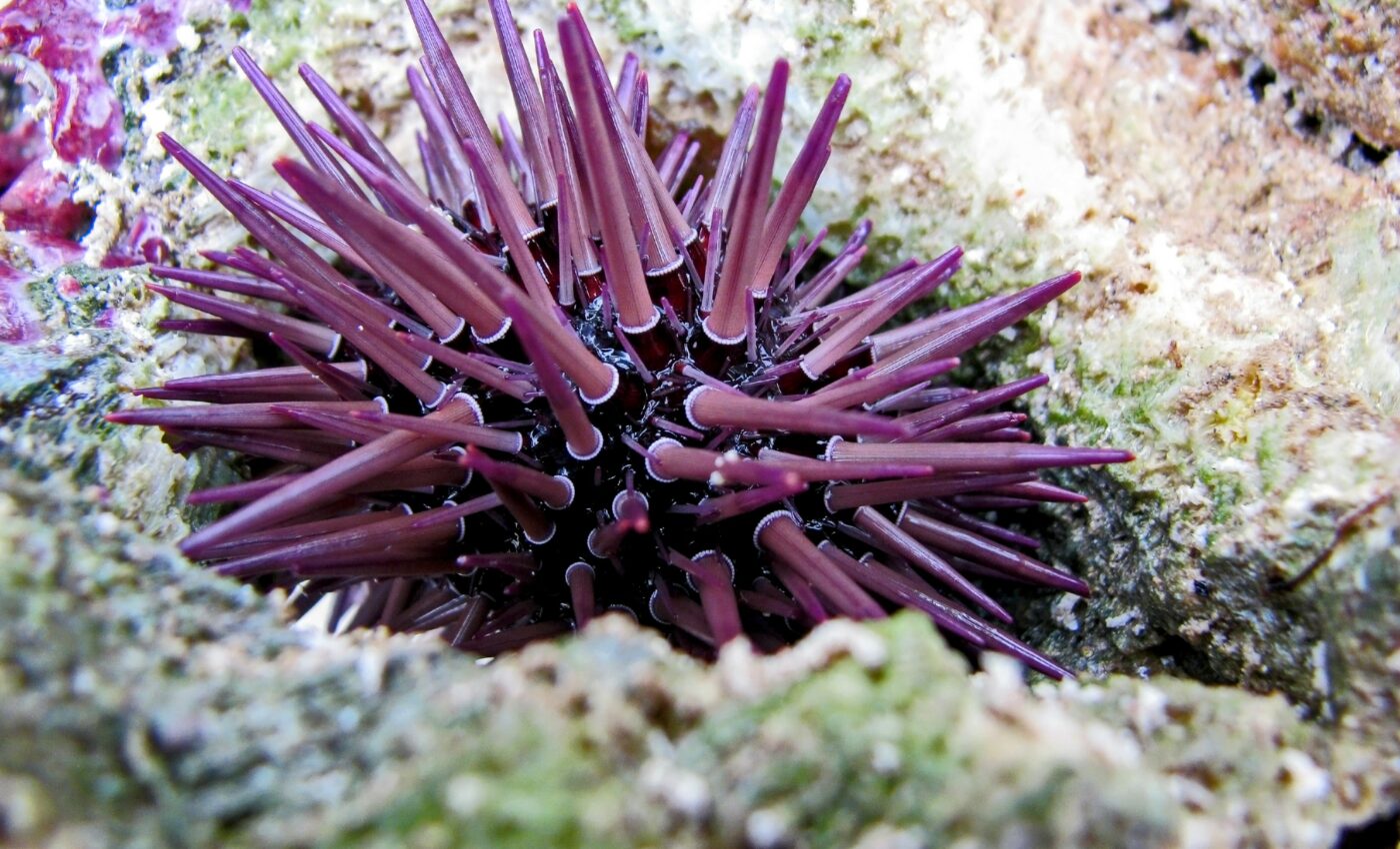 Sluggish sea urchins double their pace when they smell danger