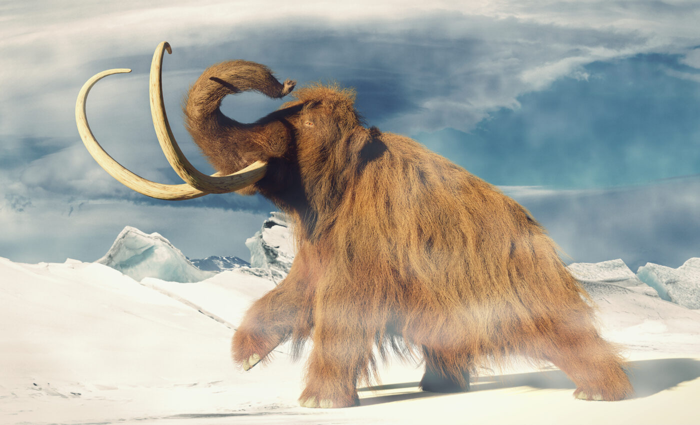 Humans drove woolly mammoths to extinction