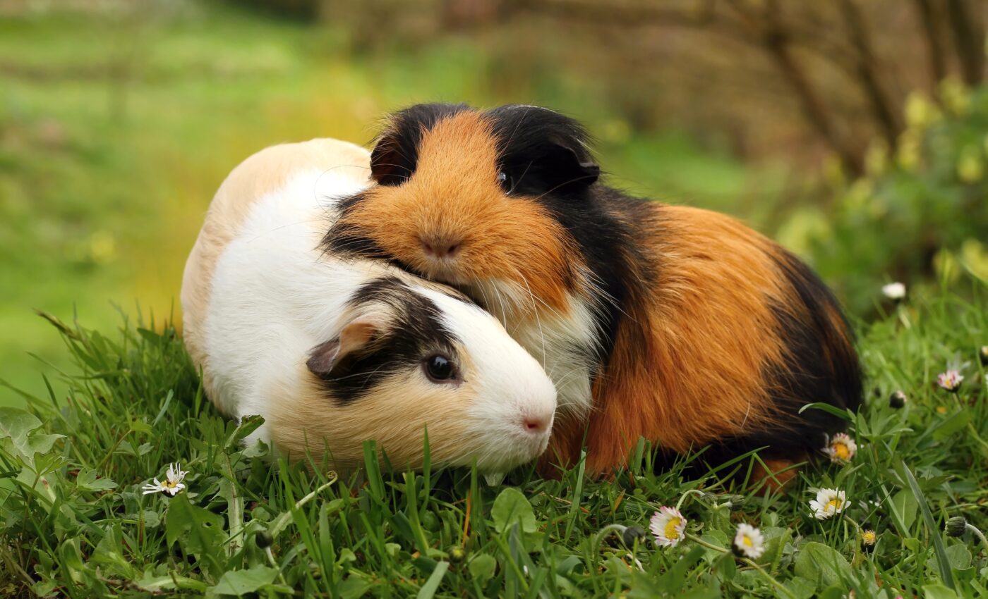Speech sounds elicit similar brain responses in humans and guinea pigs