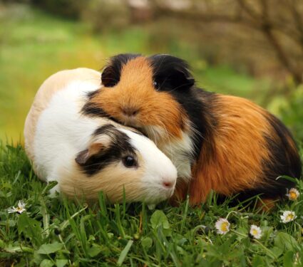 Guinea,Pig,Friends