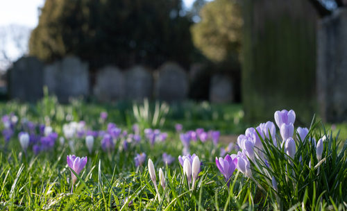 Pretty From Afar: Check Out These Deadly Flowers