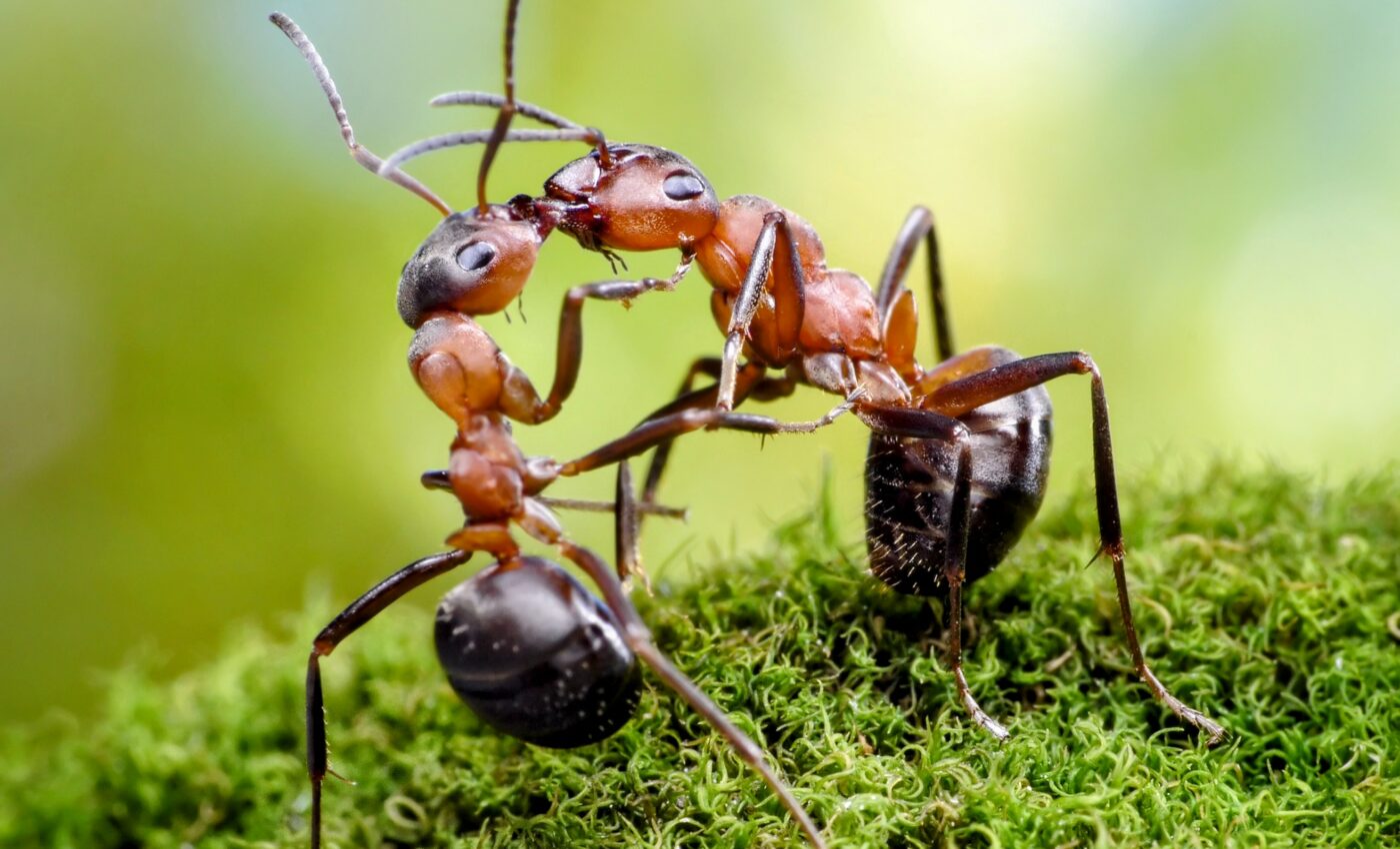 Ants swap spit to share food and special fluids