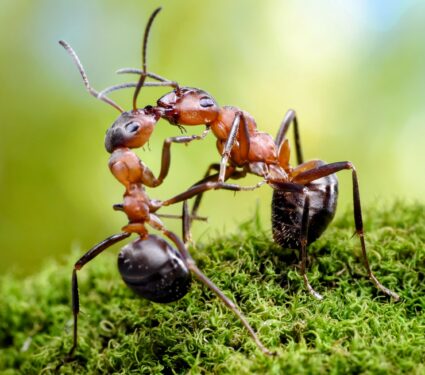 Ants-swap-spit.jpg