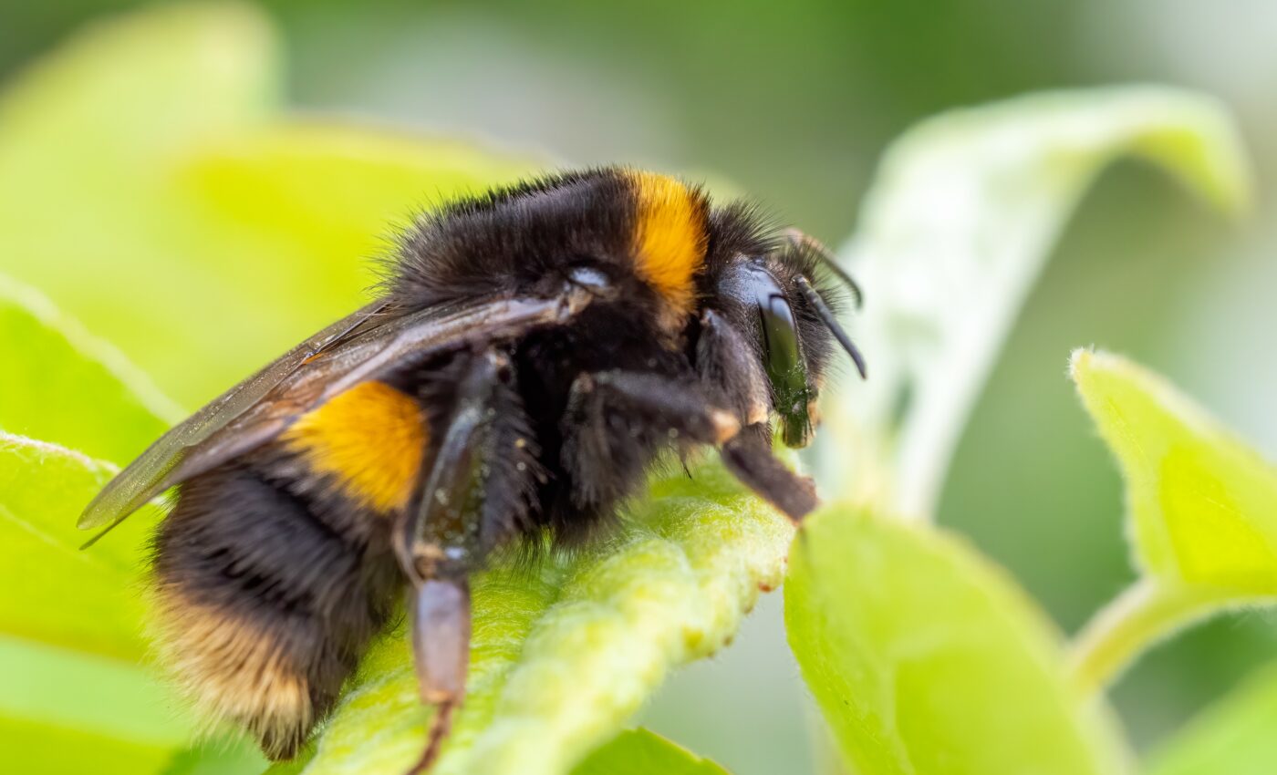 Vulture bees have acquired a taste for dead bodies