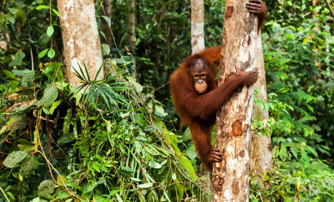 Ancient relative climbed like an ape, walked like a human
