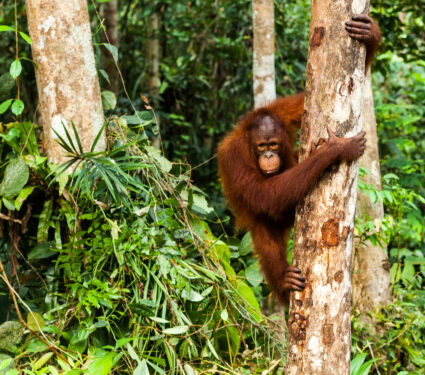 Teen,Wild,Orangutan,Climbing,Down,The,Tree,In,The,Forest