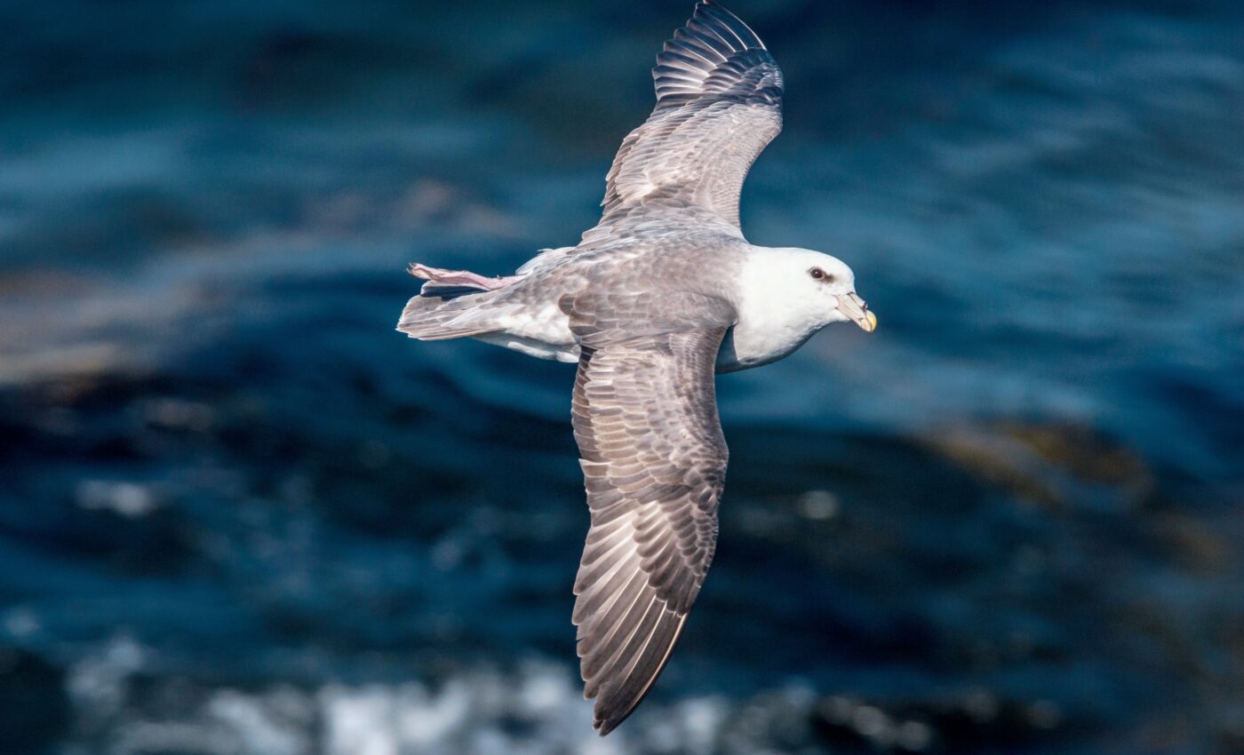 When hunting for food, fulmars follow the fishing vessels