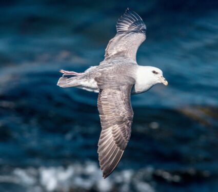 Fulmars.jpg