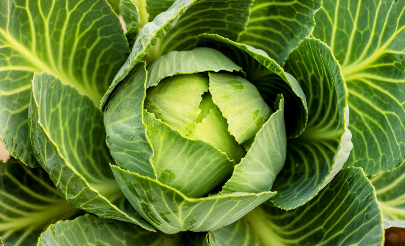 New hope for preventing black rot disease in vegetables