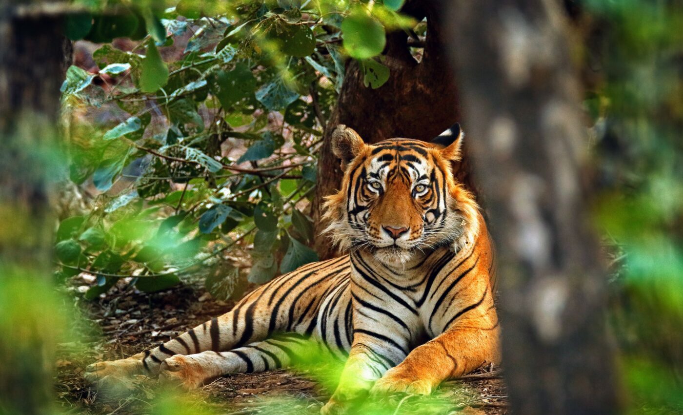 Soft food diet weakens skull strength in captive animals