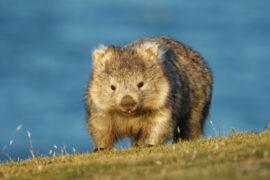 Vombatus,Ursinus,-,Common,Wombat,In,The,Tasmanian,Scenery,,Eating