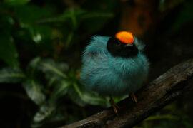Blue,Manakin,Or,Swallow-tailed,Manakin,(chiroxiphia,Caudata),,Also,Called,Tangará,