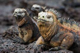 The,Marine,Iguana,Poses.,/,The,Marine,Iguana,Poses,On