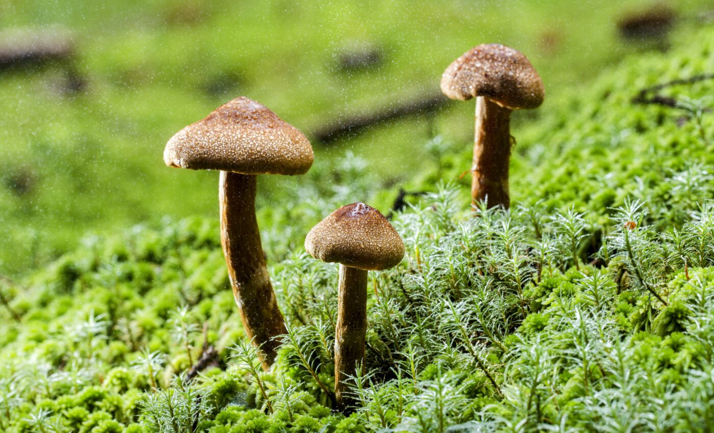 Psychedelic drugs can treat mental illness