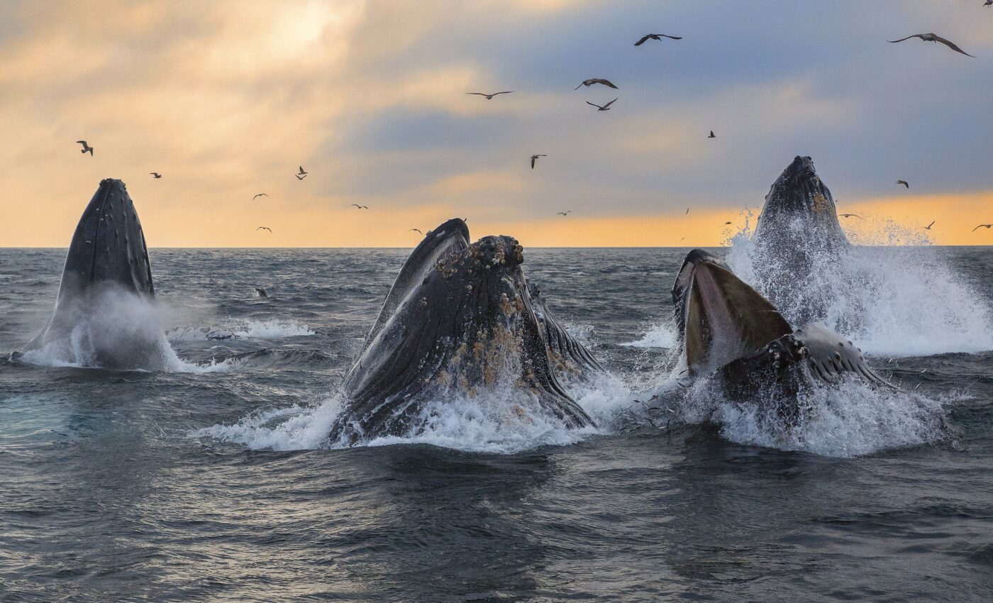 Humpback whale songs are used to locate, not attract, other whales