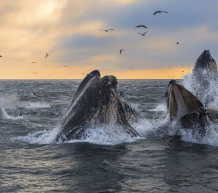 Humpback-whales.jpg