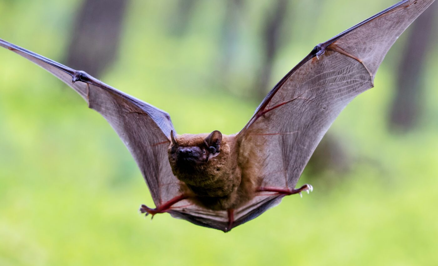 Understanding bat hibernation may be key to their survival