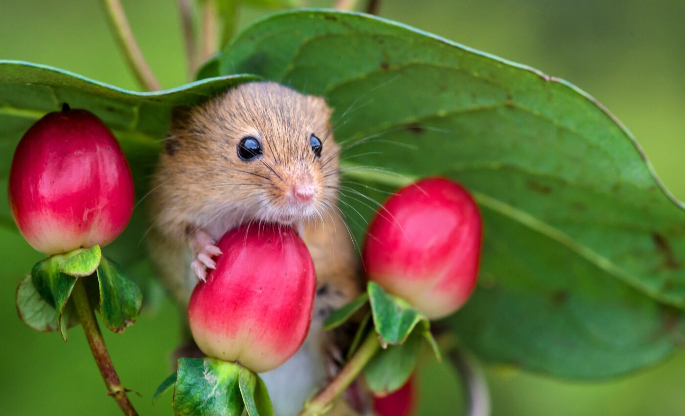 Small mammals are vanishing in the UK