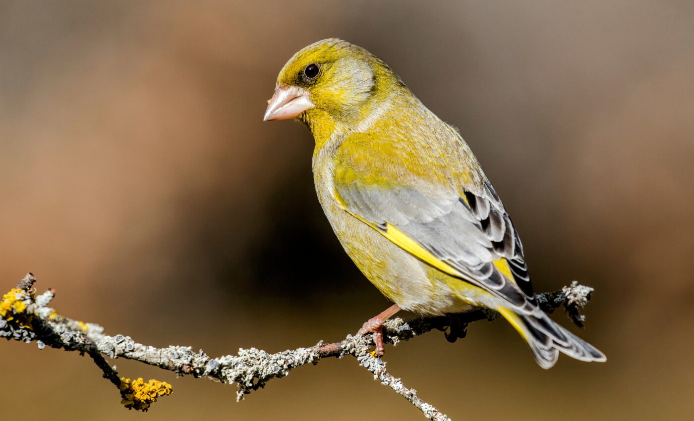 More than a quarter of UK bird species are endangered