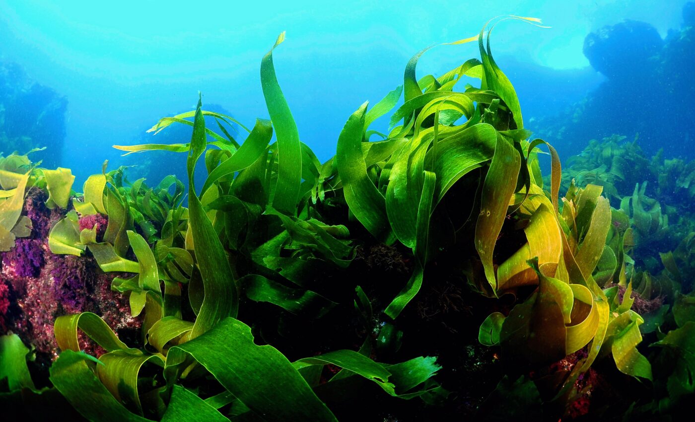 Rising ocean temperatures lower giant kelp’s nutritional value