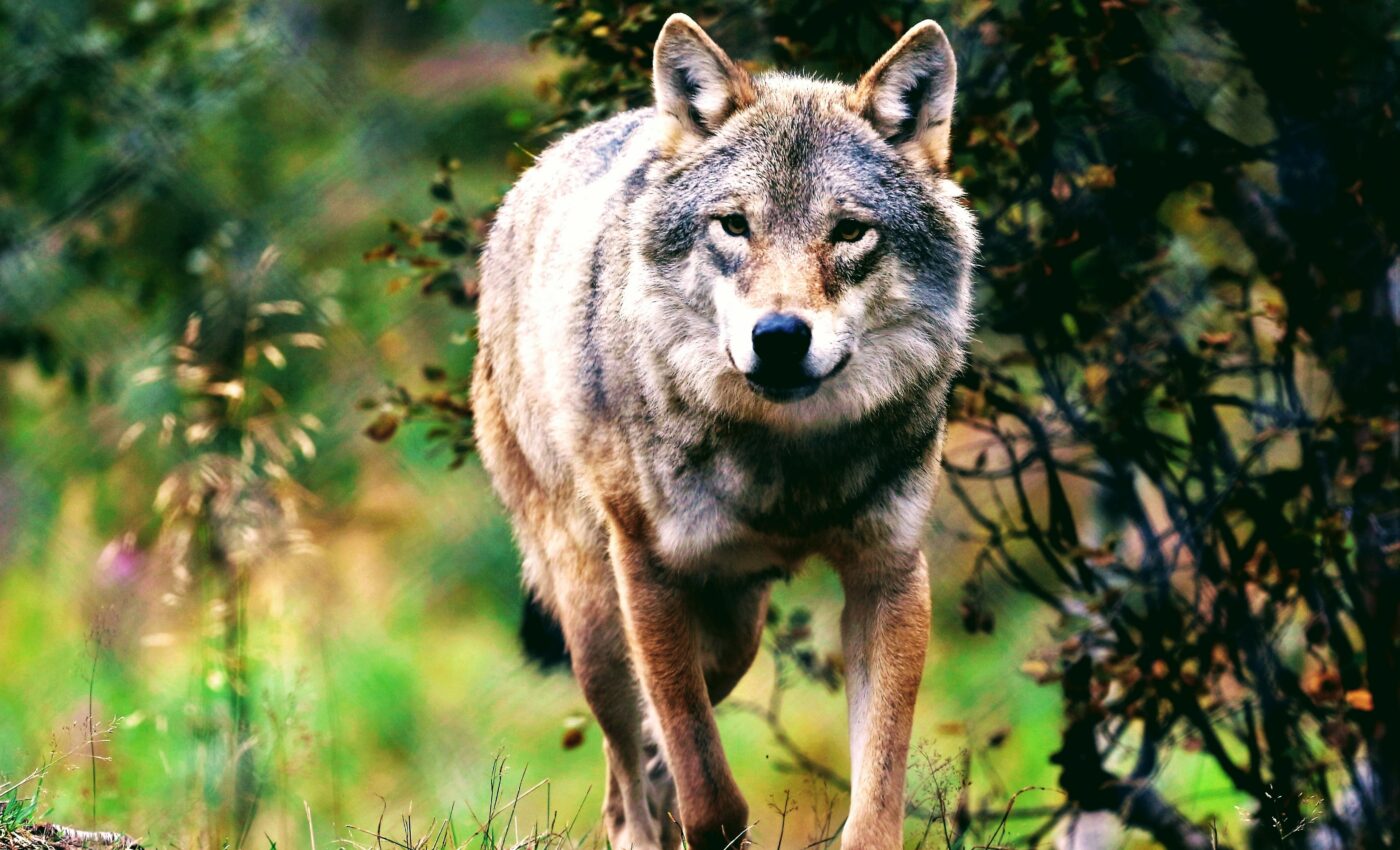It's official: Humans killed off the Norwegian wolf
