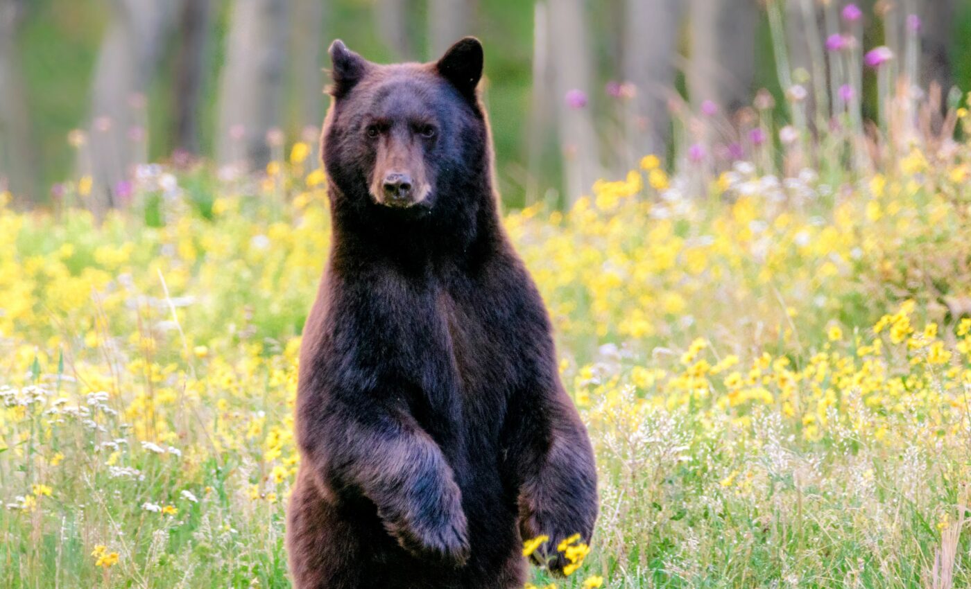 Ancient bear footprints turned out to be human