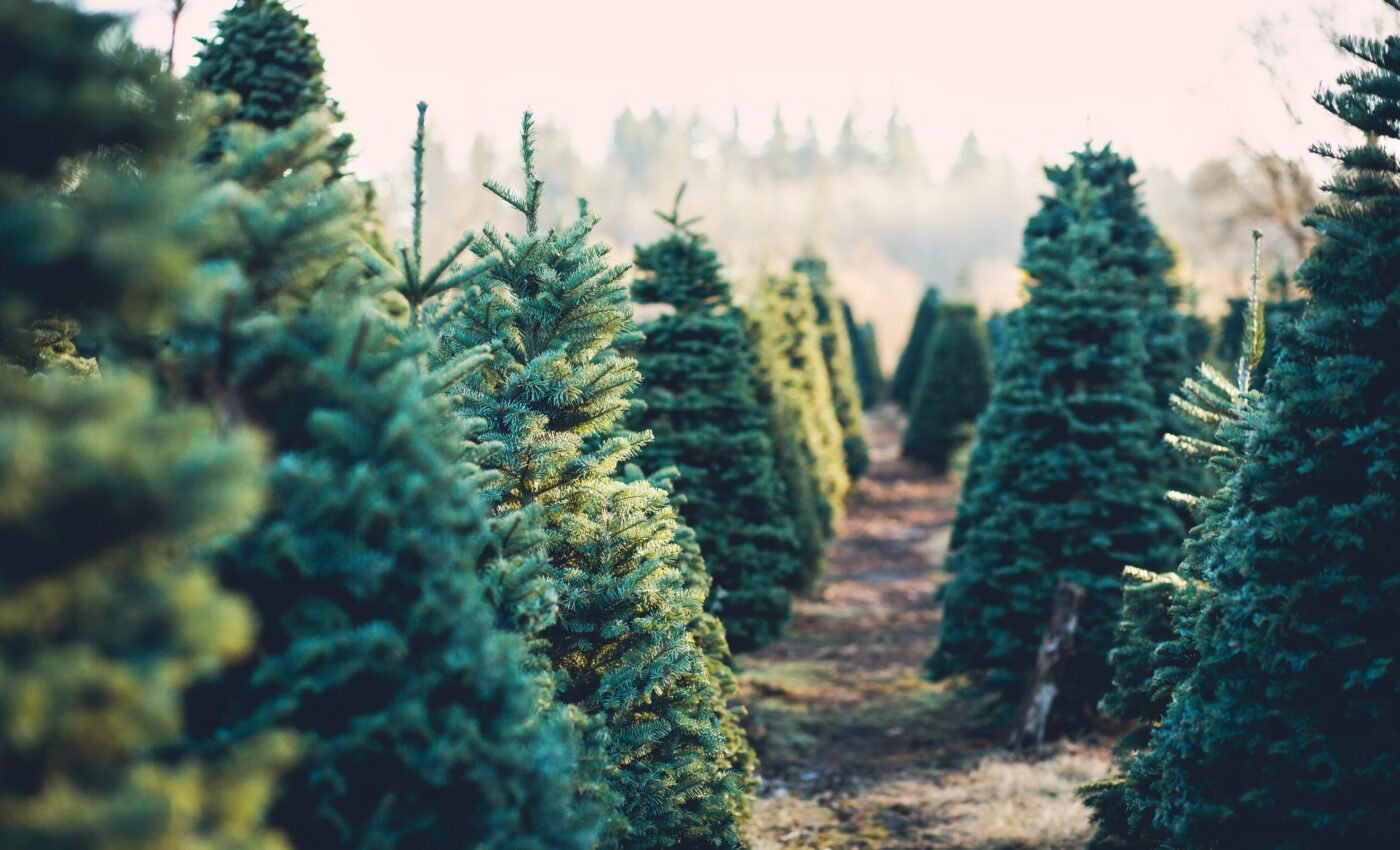 Christmas trees are more expensive due to climate change