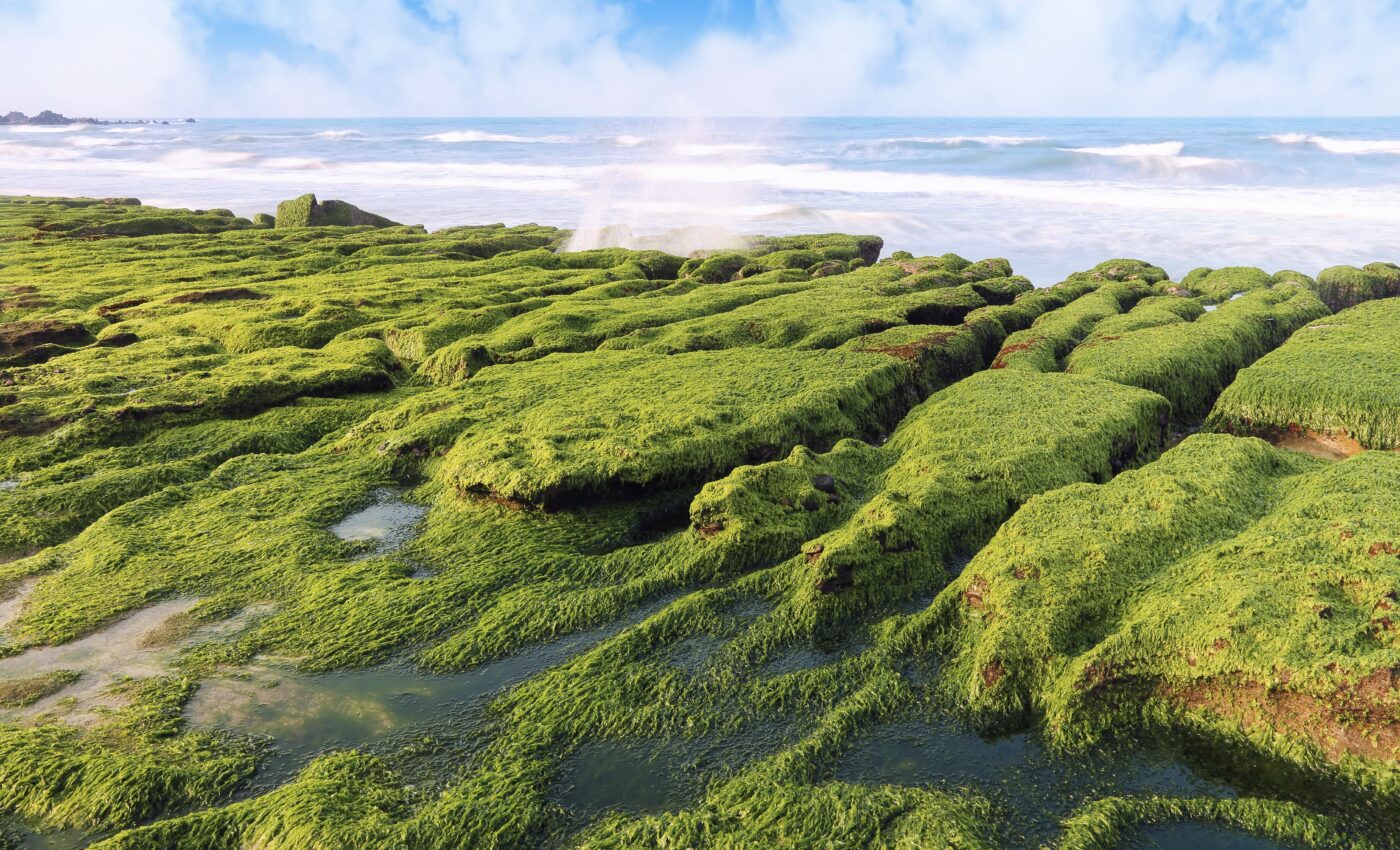Seaweed could stop coronavirus from infecting human cells