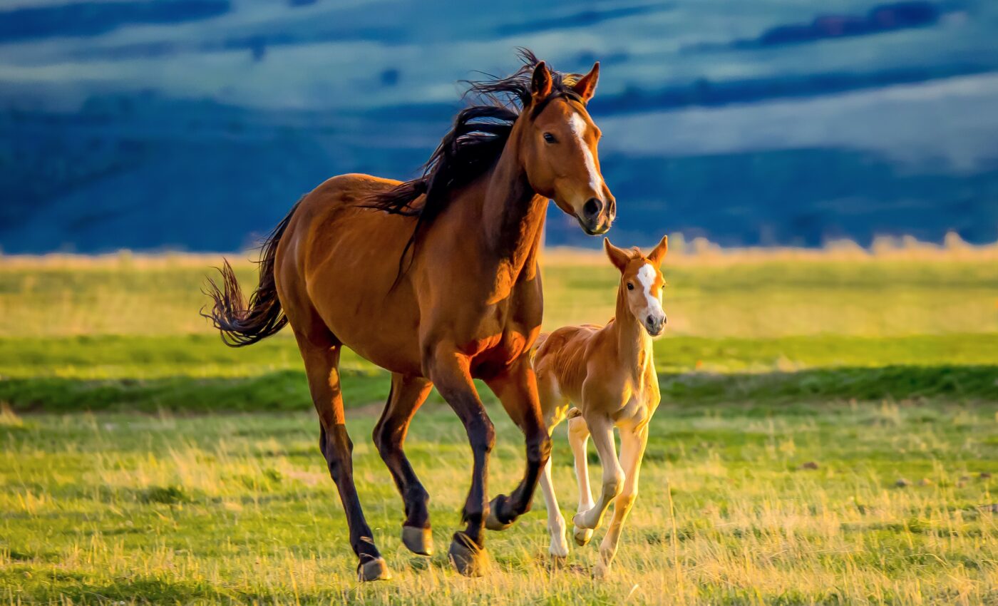 Biggest wild horse roundup in US history is raising concerns