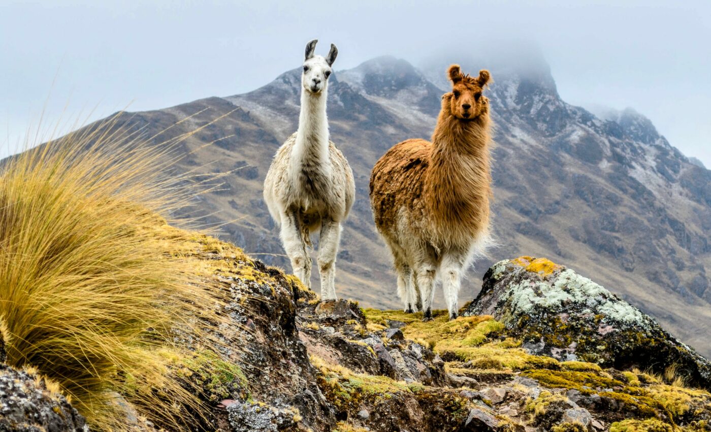 Llama antibodies have potential to treat coronavirus variants