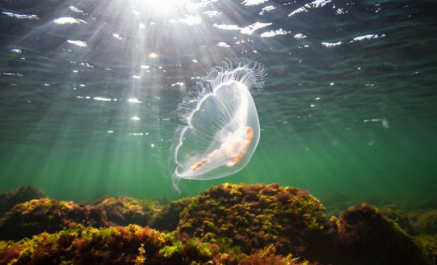 Giant phantom jellyfish spotted in Monterey Bay