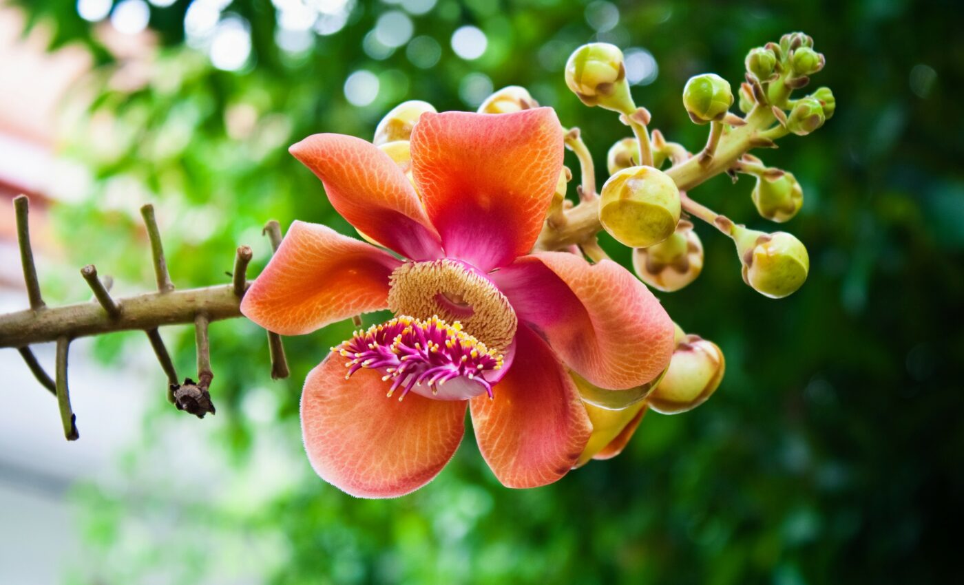 Rare plants are displaced by more common species