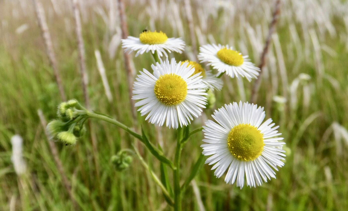 Invasive plants cause a global loss of floristic uniqueness