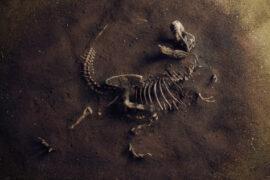 Dinosaur,Fossil,(tyrannosaurus,Rex),Found,By,Archaeologists