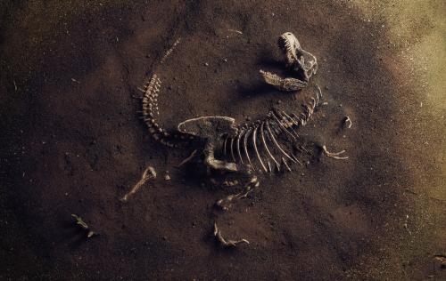 The Chicxulub Disaster