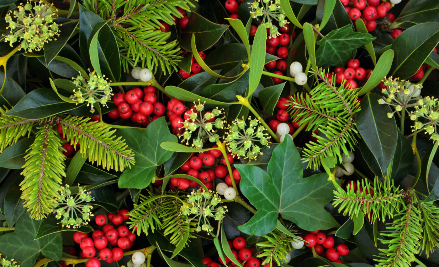 Festive Christmas plants may not be as safe as you think!