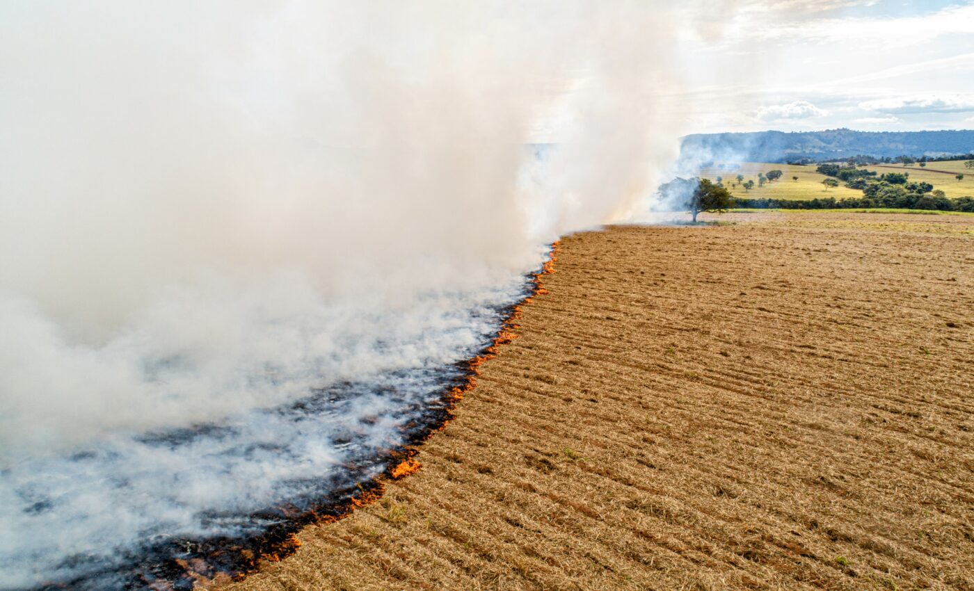 Nearly 17 million animals perished in Brazilian wildfires