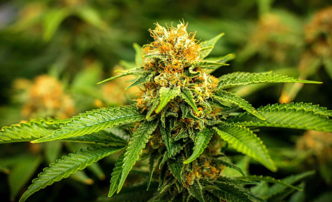 Cannabis absorbs heavy metals that may harm human health