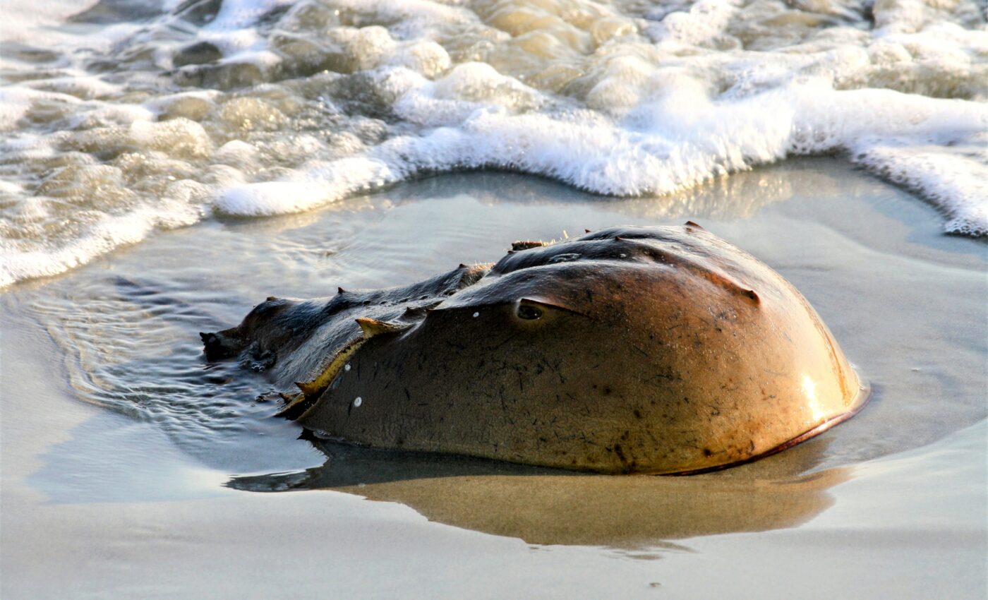 Horseshoe crabs could be wiped out by the pharmaceutical industry